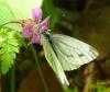 Pieris napi